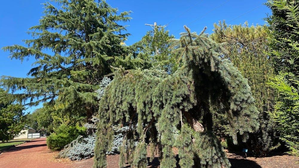 Guided Tour: Narrowed down to Needles – Is it a Pine a Spruce or a Cedar? image