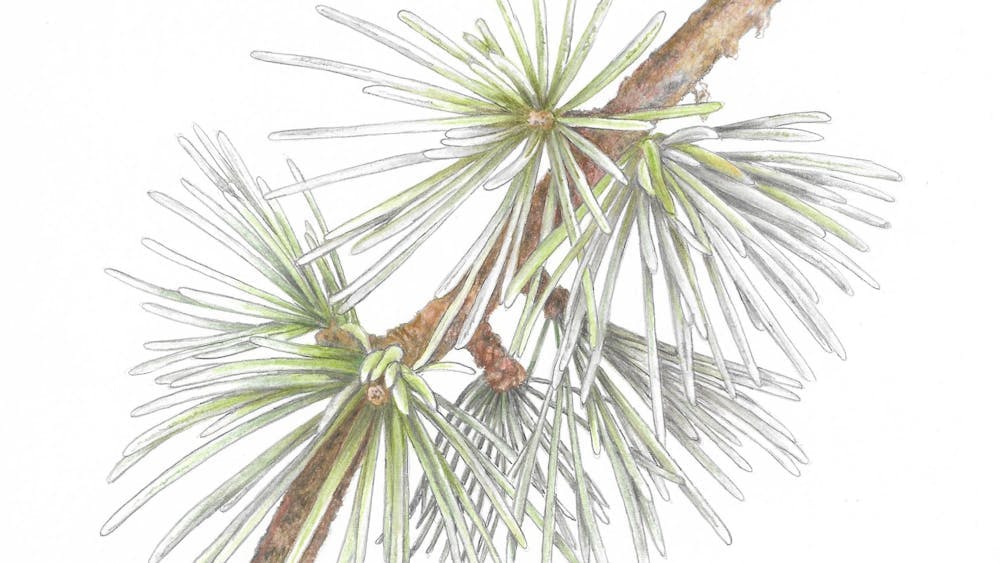 Exhibition: Narrowed down to Needles – Is it a Pine a Spruce or a Cedar image